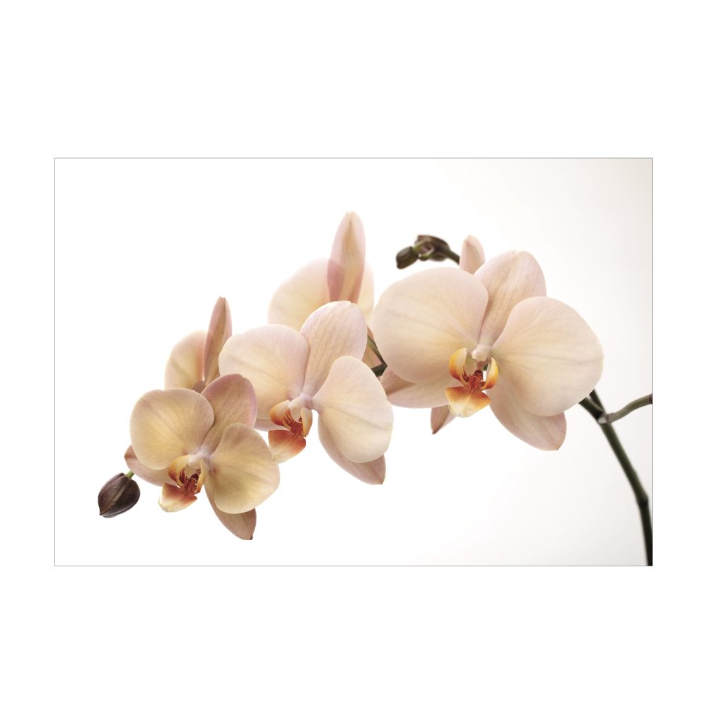 VANILLA Orchid Radiance Modern Wall Art