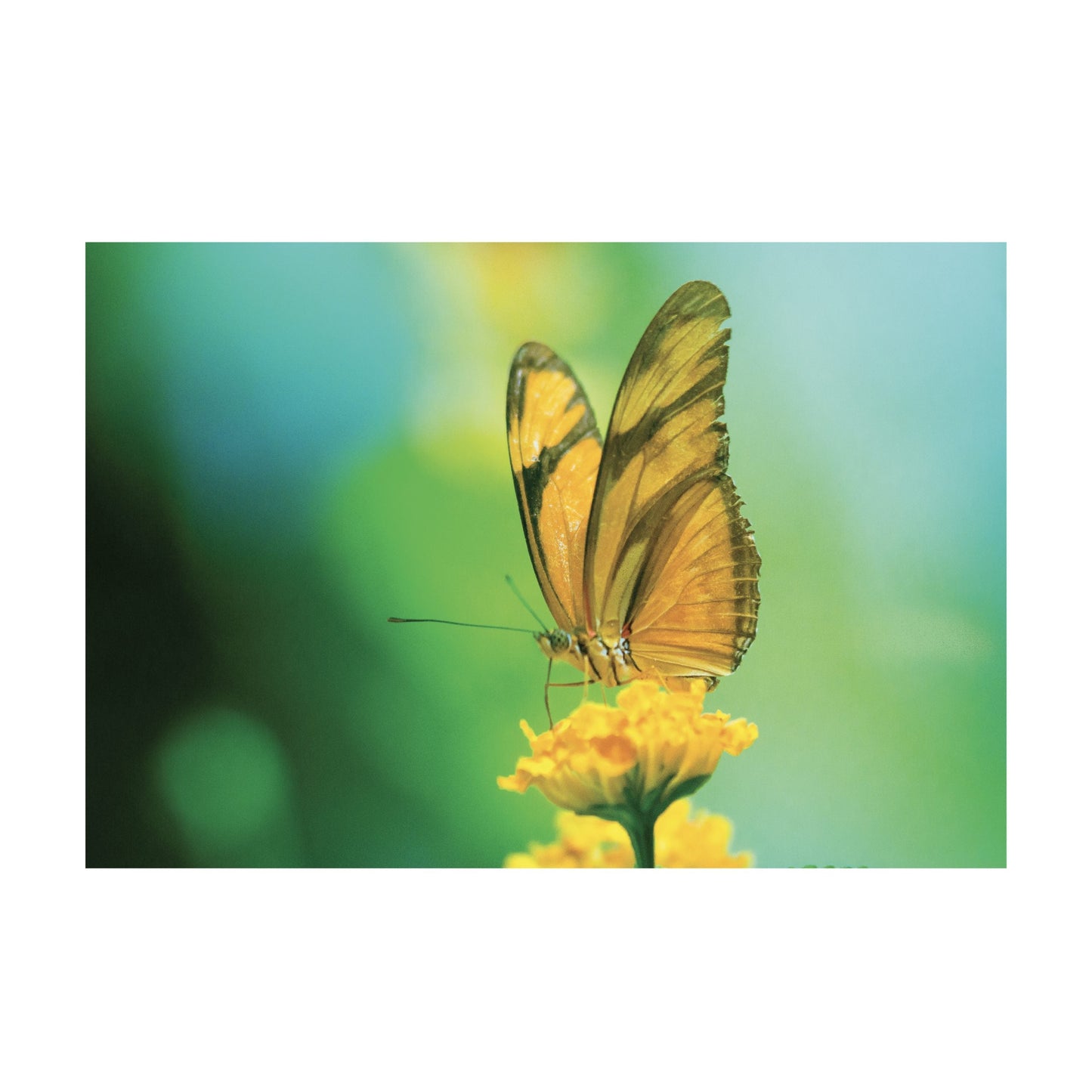 MARIGOLD Monarch Butterfly Modern Wall Art