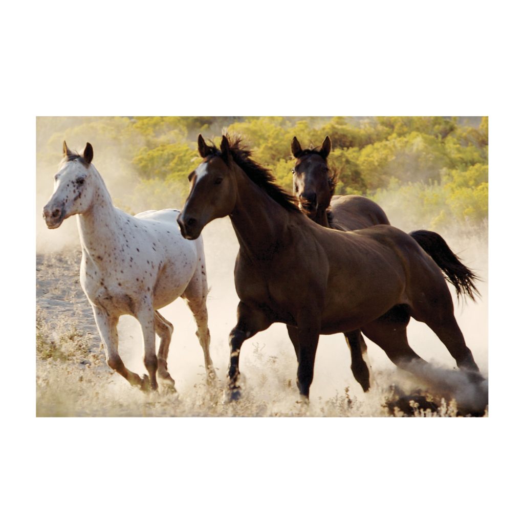 GALLOP Horse Running Modern Wall Art