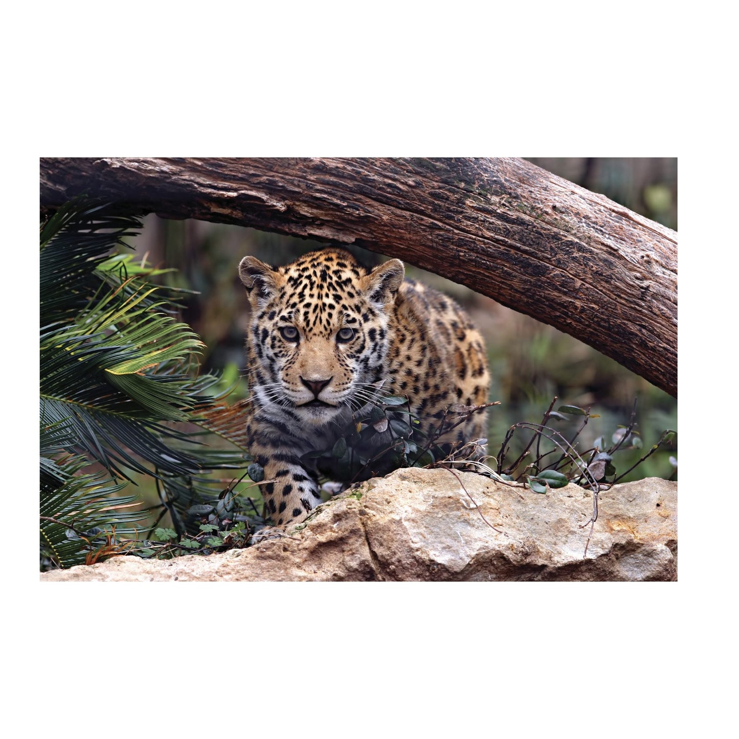 SAFARI Baby Jaguar Modern Wall Art