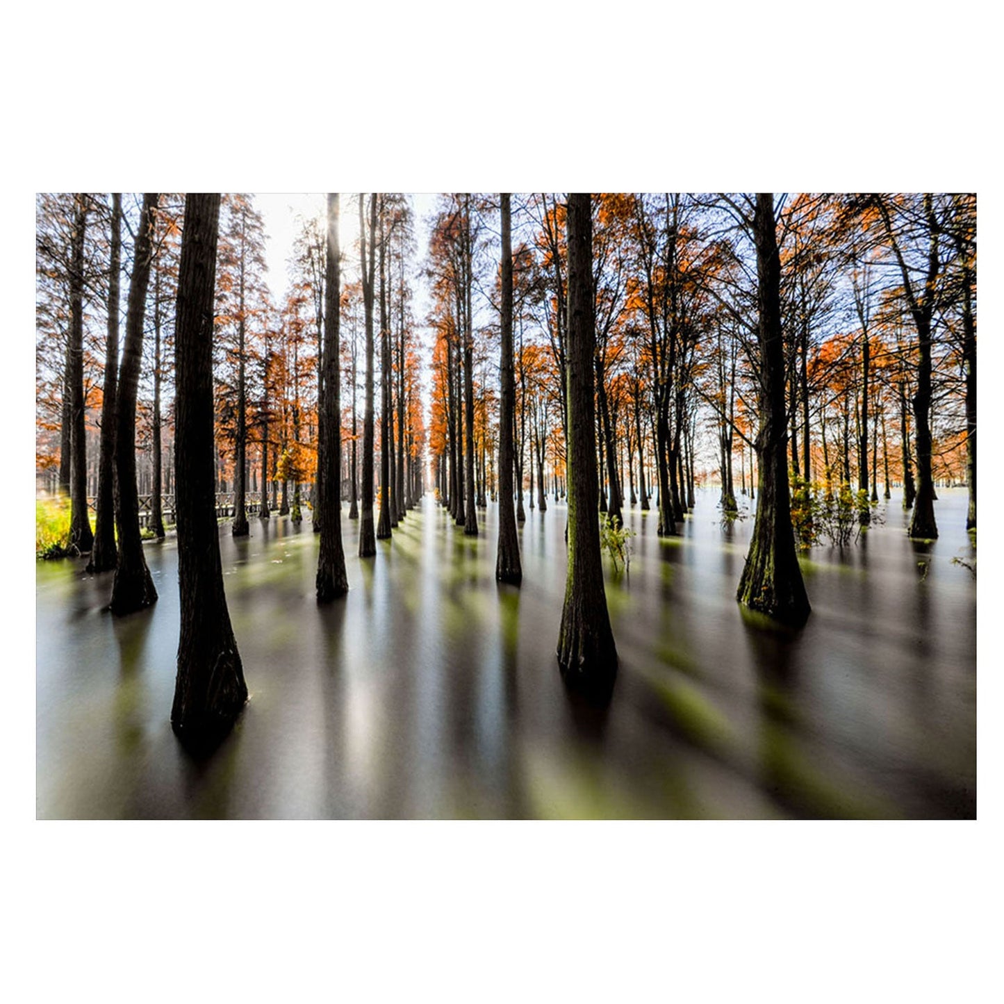 GWEN Forest Trees Wall Art Print