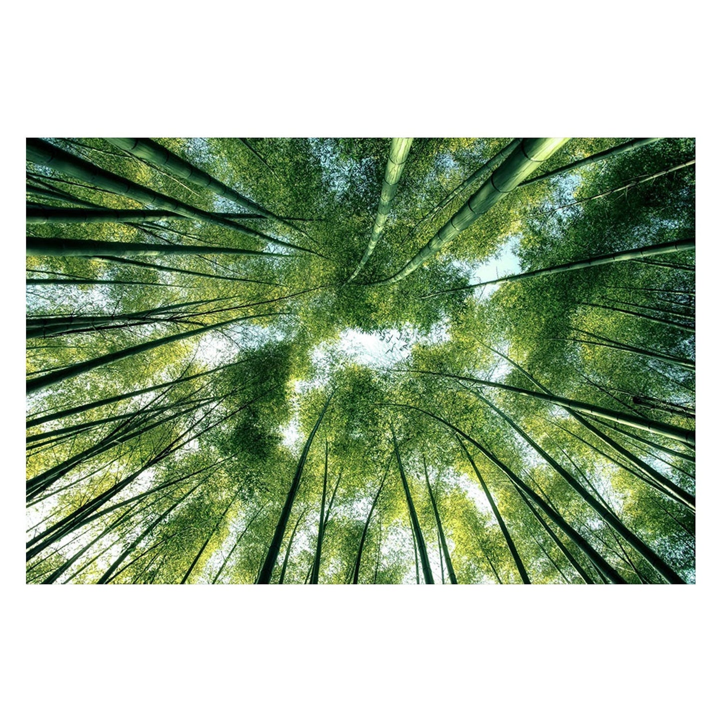 BAMBOO Forest Trees Wall Art Print