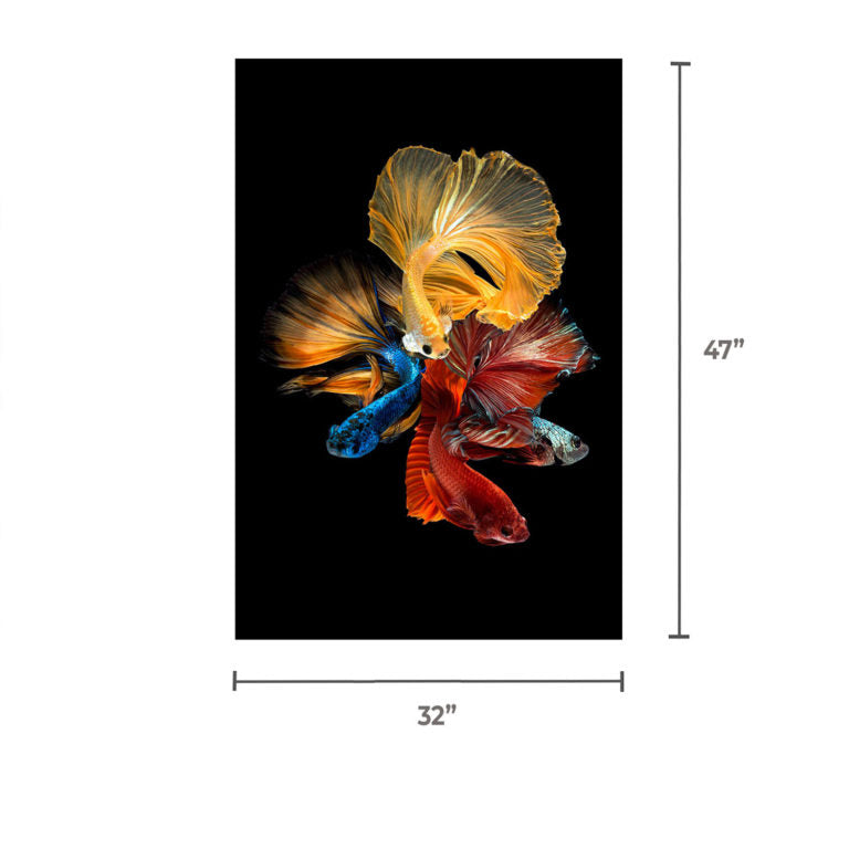 BETTA Long Fin Fish Wall Art Print