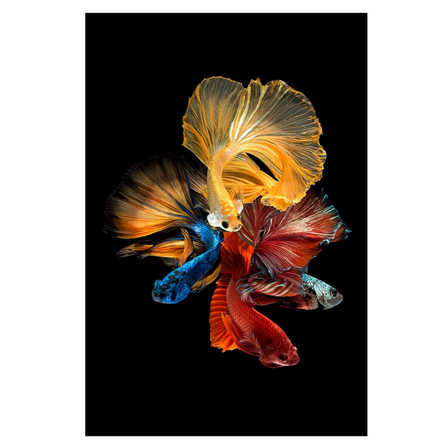 BETTA Long Fin Fish Wall Art Print