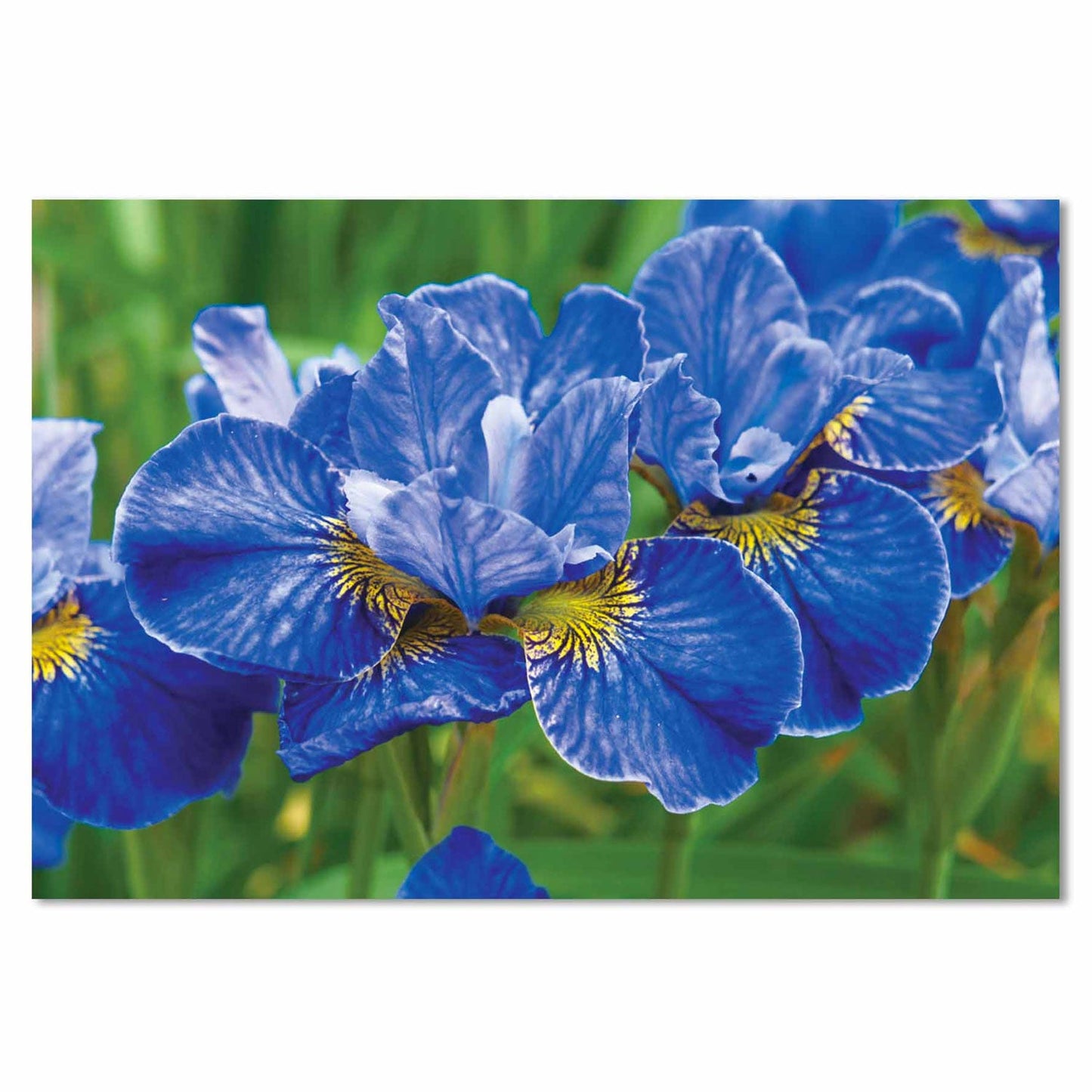 ORCHIDS Blue Flower Modern Wall Art
