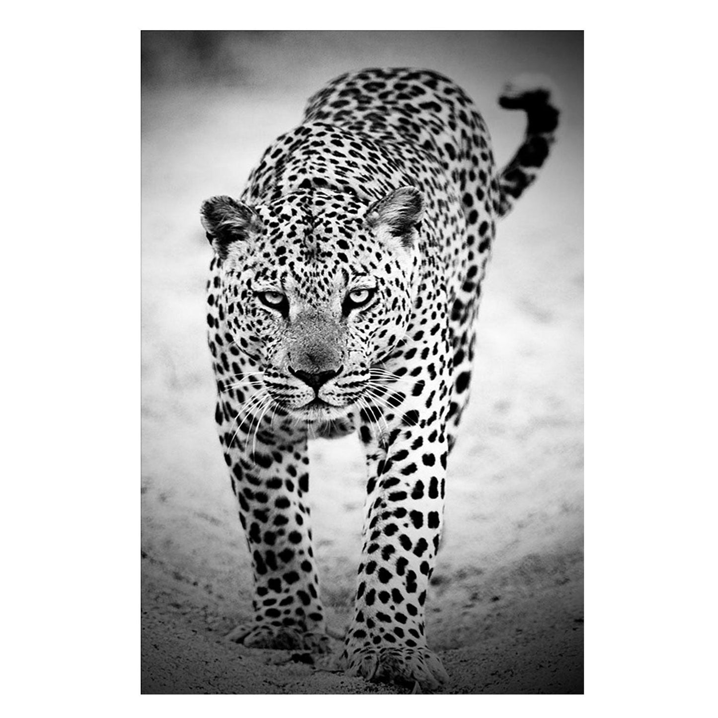 TATE Black & White Leopard Wall Art Print