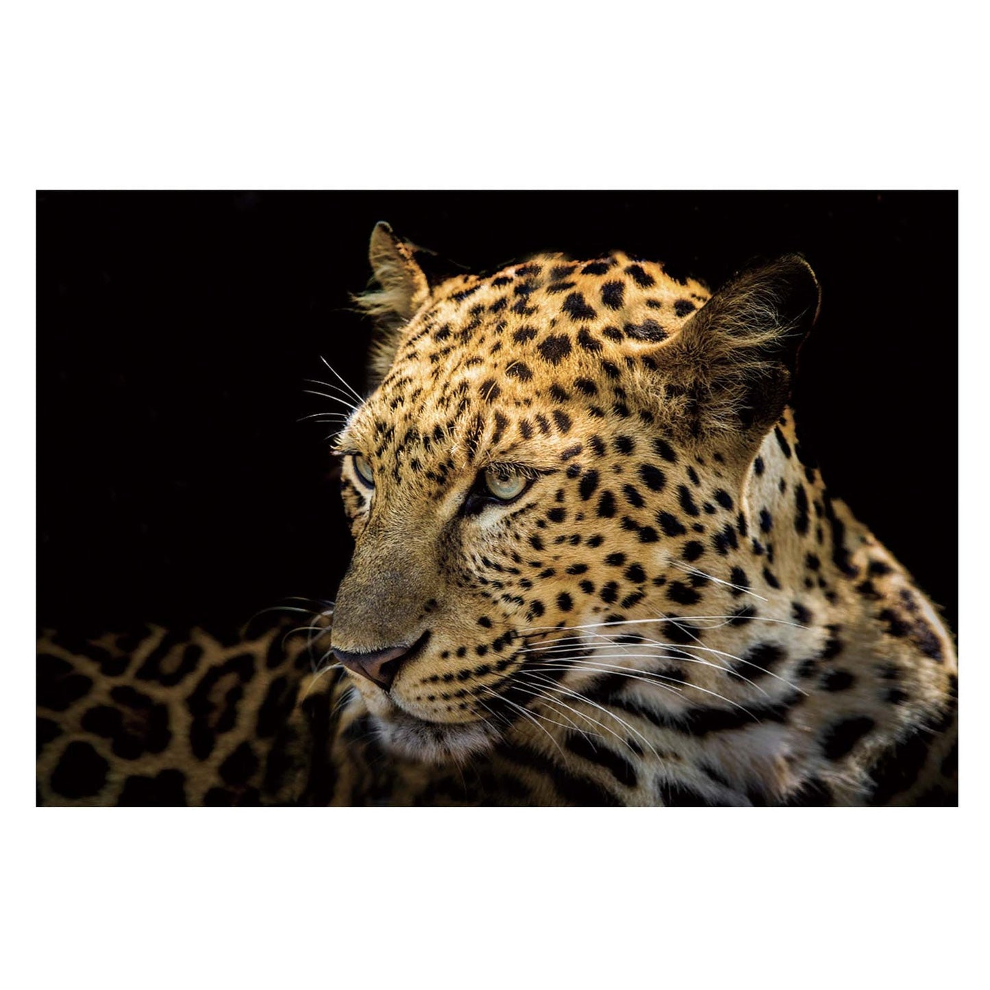 RAYNE Focused Leopard Wall Art Print