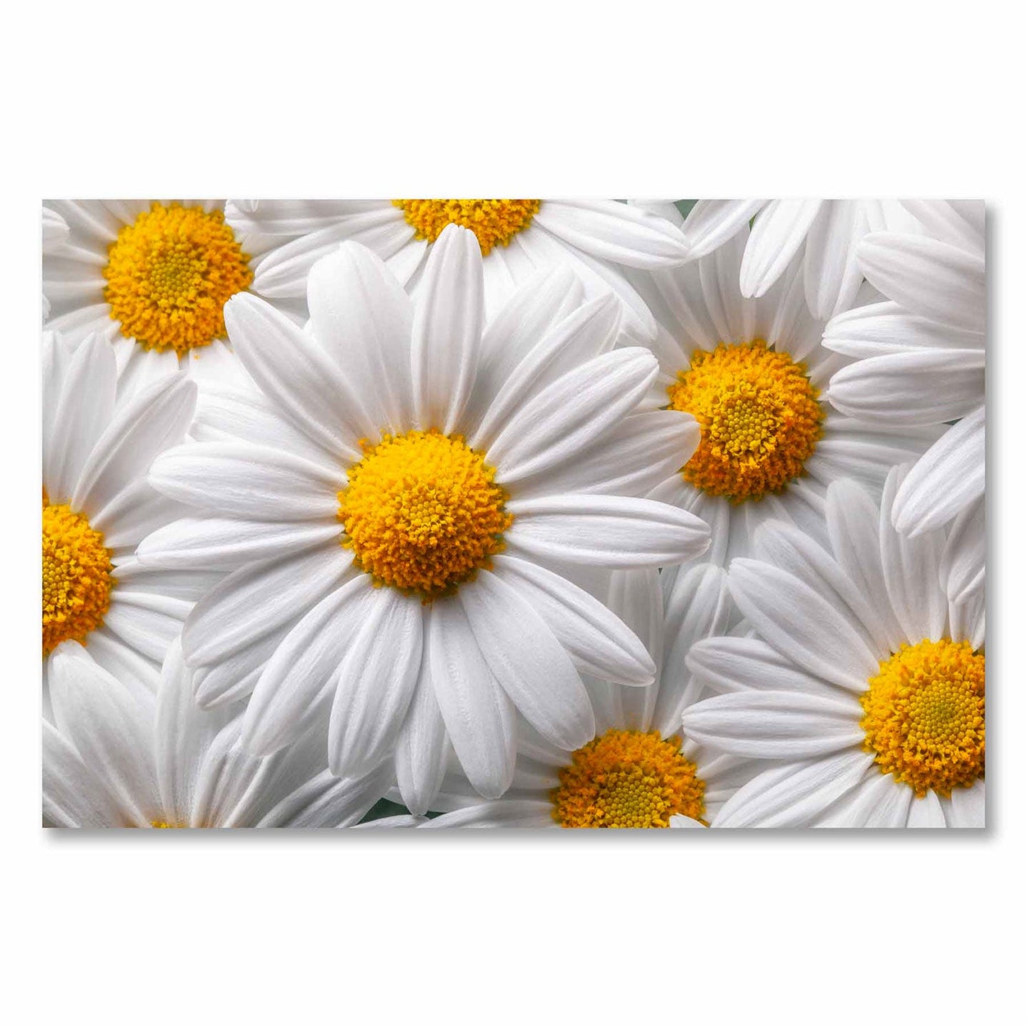 SUNNY White Daisy Modern Wall Art